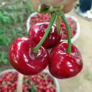 山东大樱桃（甜樱桃）