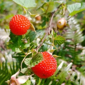 山东烟台树莓