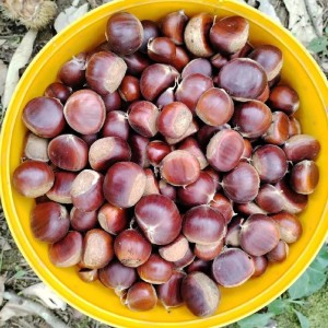 板栗鲜货求购