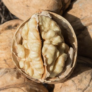 新疆薄皮核桃求购